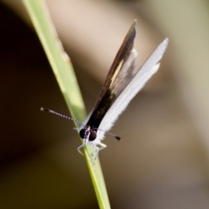 Candalides xanthospilos at Camden Head, NSW - 27 Nov 2023 05:01 PM