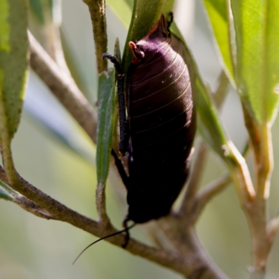 Unverified Cockroach (Blattodea, several families) at Camden Head, NSW - 27 Nov 2023 by KorinneM