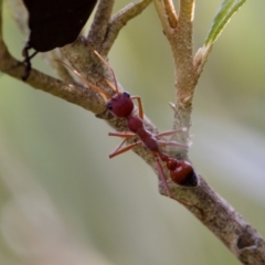 Myrmecia gulosa at Camden Head, NSW - 27 Nov 2023 by KorinneM