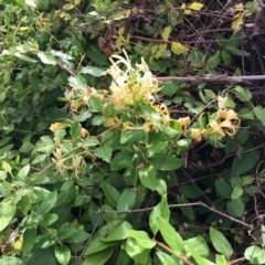 Lonicera japonica (Japanese Honeysuckle) at Cook, ACT - 8 Feb 2024 by dwise