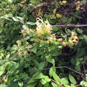 Lonicera japonica at Cook, ACT - 8 Feb 2024 08:44 AM