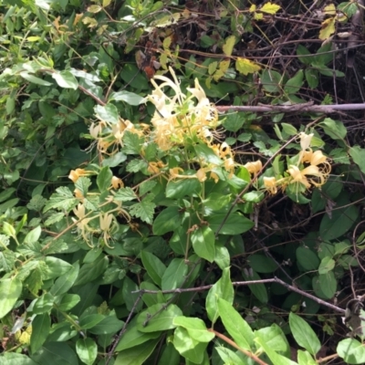 Lonicera japonica (Japanese Honeysuckle) at Cook, ACT - 7 Feb 2024 by dwise