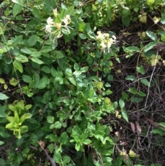 Lonicera japonica at Cook, ACT - 8 Feb 2024