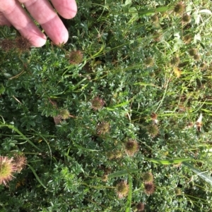 Acaena novae-zelandiae at Cook, ACT - 8 Feb 2024 08:48 AM