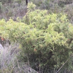 Grevillea alpina (Mountain Grevillea / Cat's Claws Grevillea) at Aranda, ACT - 10 Feb 2024 by dwise