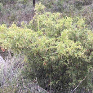 Grevillea alpina at Aranda, ACT - 10 Feb 2024