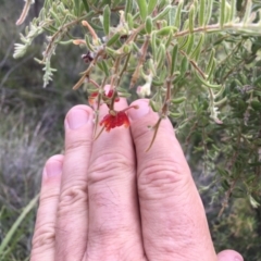 Grevillea alpina at Aranda, ACT - 10 Feb 2024