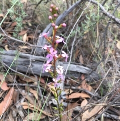 Stylidium graminifolium (Grass Triggerplant) at Aranda, ACT - 10 Feb 2024 by dwise