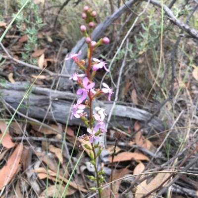 Stylidium graminifolium (Grass Triggerplant) at Aranda, ACT - 10 Feb 2024 by dwise