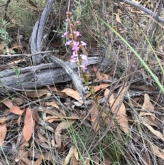 Stylidium graminifolium at Aranda, ACT - 10 Feb 2024 06:41 PM