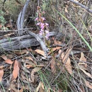 Stylidium graminifolium at Aranda, ACT - 10 Feb 2024 06:41 PM