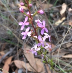 Stylidium graminifolium at Aranda, ACT - 10 Feb 2024