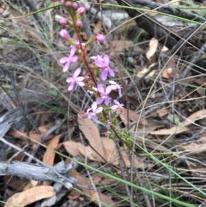 Stylidium graminifolium at Aranda, ACT - 10 Feb 2024 06:41 PM