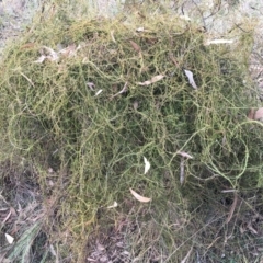 Cassytha pubescens (Devil's Twine) at Aranda, ACT - 10 Feb 2024 by dwise