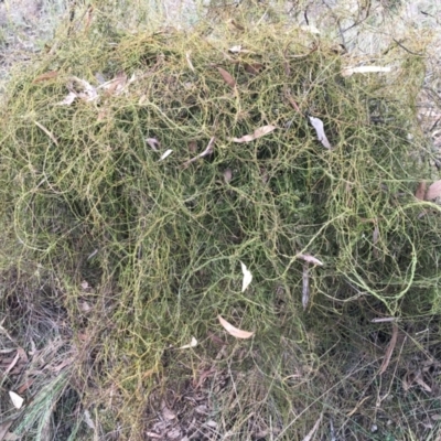 Cassytha pubescens (Devil's Twine) at Aranda, ACT - 10 Feb 2024 by dwise