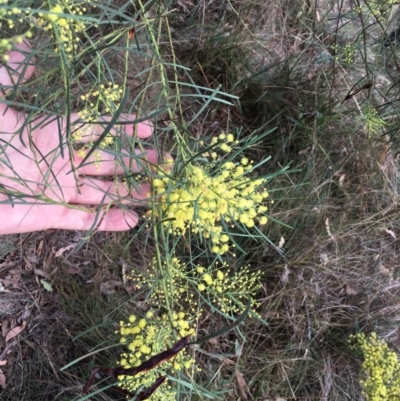 Acacia boormanii (Snowy River Wattle) at Aranda, ACT - 10 Feb 2024 by dwise