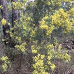 Acacia boormanii at Aranda, ACT - 10 Feb 2024 07:09 PM