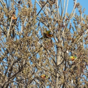 Trichoglossus moluccanus at Downer, ACT - 2 Aug 2024