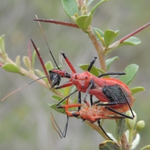 Gminatus australis at Conder, ACT - 7 Jan 2024 03:33 PM