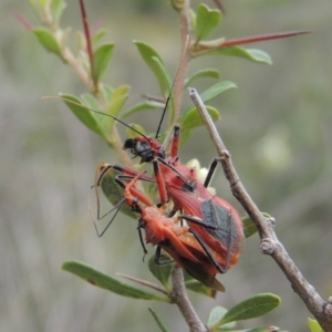 Gminatus australis at Conder, ACT - 7 Jan 2024 03:33 PM