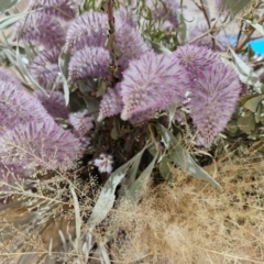 Ptilotus exaltatus (Pink Mulla Mulla) at Cloncurry, QLD - 2 Aug 2024 by AliClaw