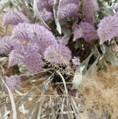 Ptilotus exaltatus (Pink Mulla Mulla) at Cloncurry, QLD - 1 Aug 2024 by AliClaw