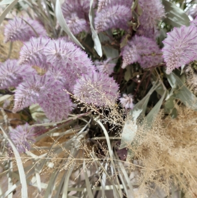 Ptilotus exaltatus (Pink Mulla Mulla) at Cloncurry, QLD - 1 Aug 2024 by AliClaw