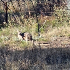 Osphranter rufus (Red Kangaroo) at Mount Isa, QLD - 1 Aug 2024 by AliClaw