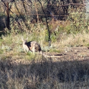 Osphranter rufus at Mount Isa, QLD - 1 Aug 2024 05:09 PM