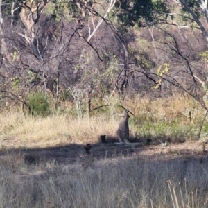 Osphranter rufus at Mount Isa, QLD - 1 Aug 2024 05:09 PM