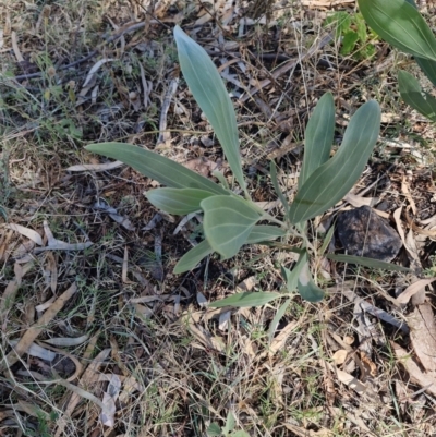 Acacia holosericea (Candelabra Wattle, Soap Bush) at Mount Isa, QLD - 1 Aug 2024 by AliClaw