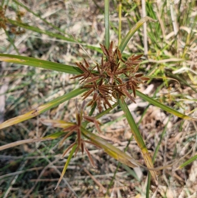 Cyperus vaginatus (Stiff-leaf Flat Sedge) at Mount Isa, QLD - 1 Aug 2024 by AliClaw