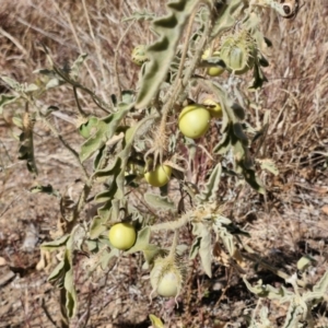 Solanum succosum at Mount Isa, QLD - 1 Aug 2024 11:36 AM