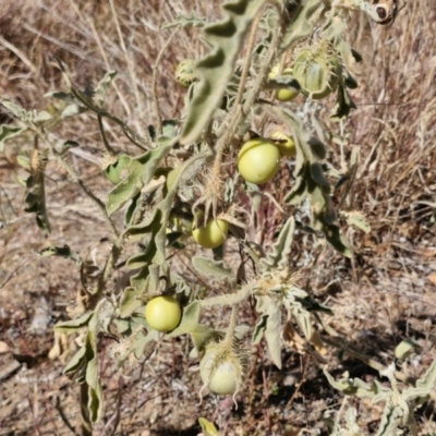 Solanum succosum at Mount Isa, QLD - 1 Aug 2024 by AliClaw