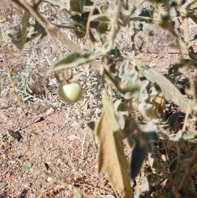 Solanum (genus) (Nightshades, soda apples, devils apples) at Mount Isa, QLD - 1 Aug 2024 by AliClaw