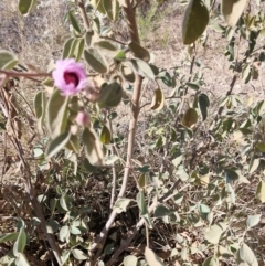 Gossypium australe (Australian Desert Rose) at Mount Isa, QLD - 1 Aug 2024 by AliClaw