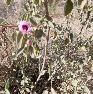 Gossypium australe at Mount Isa, QLD - 1 Aug 2024