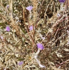 Scaevola ovalifolia (Bushy Fanflower) at Mount Isa, QLD - 1 Aug 2024 by AliClaw