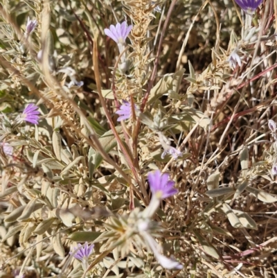 Scaevola ovalifolia (Bushy Fanflower) at Mount Isa, QLD - 1 Aug 2024 by AliClaw