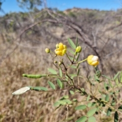 Senna notabilis (Showy Senna) at Mount Isa, QLD - 31 Jul 2024 by AliClaw