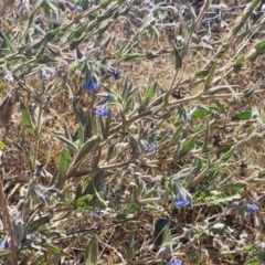 Trichodesma zeylanicum (Camel Bush, Cattle Bush) at Mount Isa, QLD - 31 Jul 2024 by AliClaw