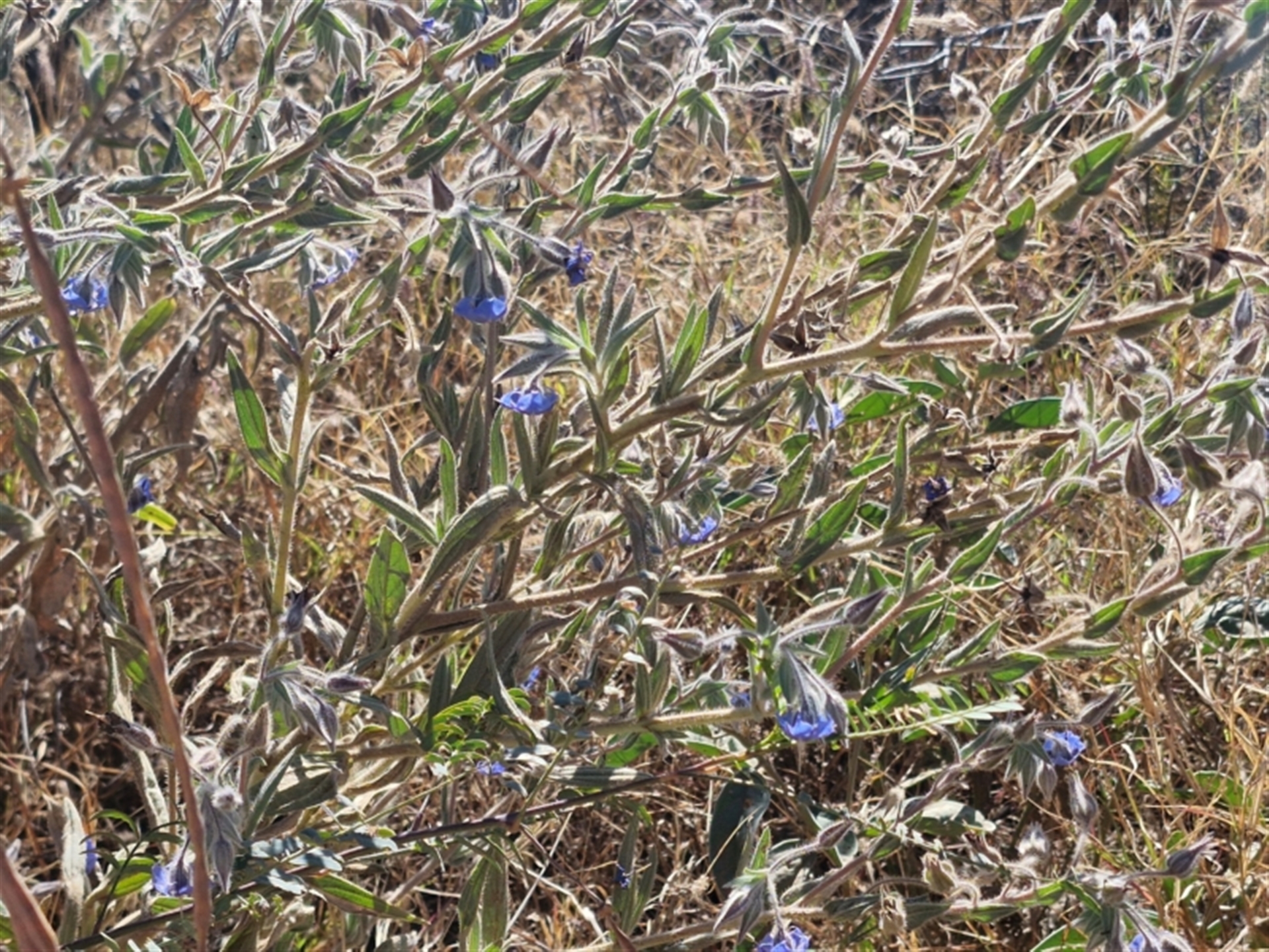 Trichodesma zeylanicum at Mount Isa, QLD - 31 Jul 2024 02:46 PM