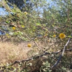 Vachellia farnesiana (Mawurrngiyan, Cassie, Mimosa Bush) at Mount Isa, QLD - 31 Jul 2024 by AliClaw