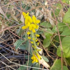 Crotalaria novae-hollandiae (New Holland Rattlepod) at Mount Isa, QLD - 31 Jul 2024 by AliClaw