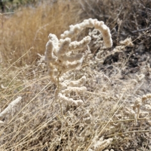 Aerva javanica at Mount Isa, QLD - 31 Jul 2024