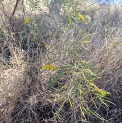 Acacia chisholmii (Chisholm's Wattle) at Mount Isa, QLD - 31 Jul 2024 by AliClaw