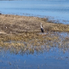 Ardea pacifica (White-necked Heron) at Mount Isa, QLD - 31 Jul 2024 by AliClaw