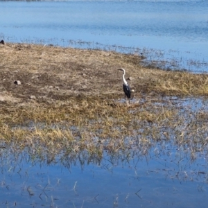 Ardea pacifica at Mount Isa, QLD - 31 Jul 2024 02:35 PM