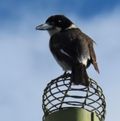 Cracticus torquatus (Grey Butcherbird) at Narrabundah, ACT - 28 Jul 2024 by RobParnell