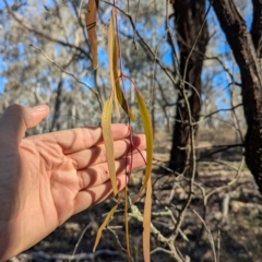 Amyema miquelii (Box Mistletoe) at Tarcutta, NSW - 31 Jul 2024 by Darcy